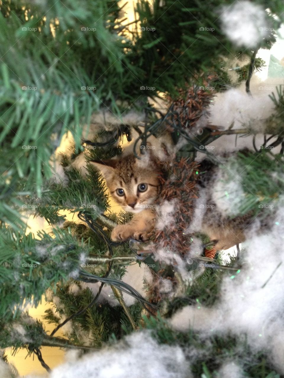 Kitty Christmas 