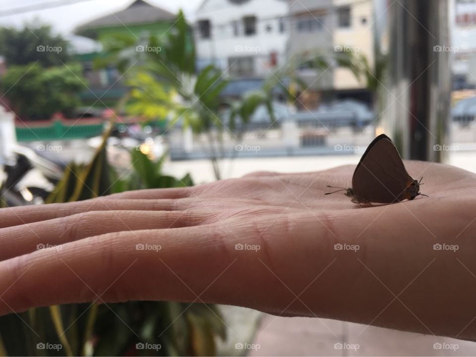 befriending butterflies