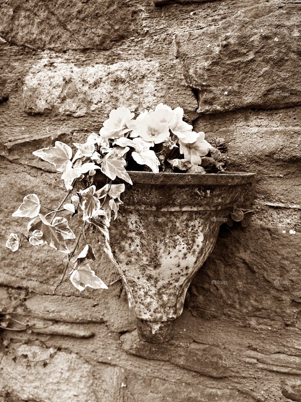 Flowers on a wall