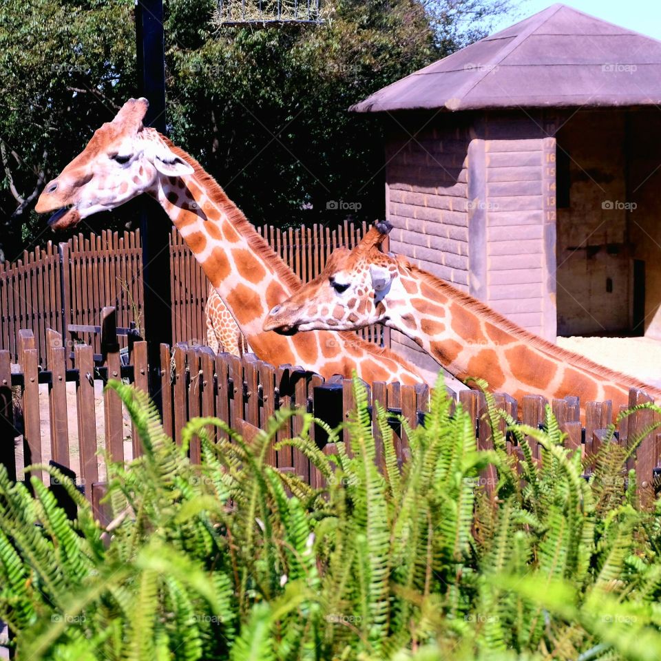 There is a long giraffes 😍😍