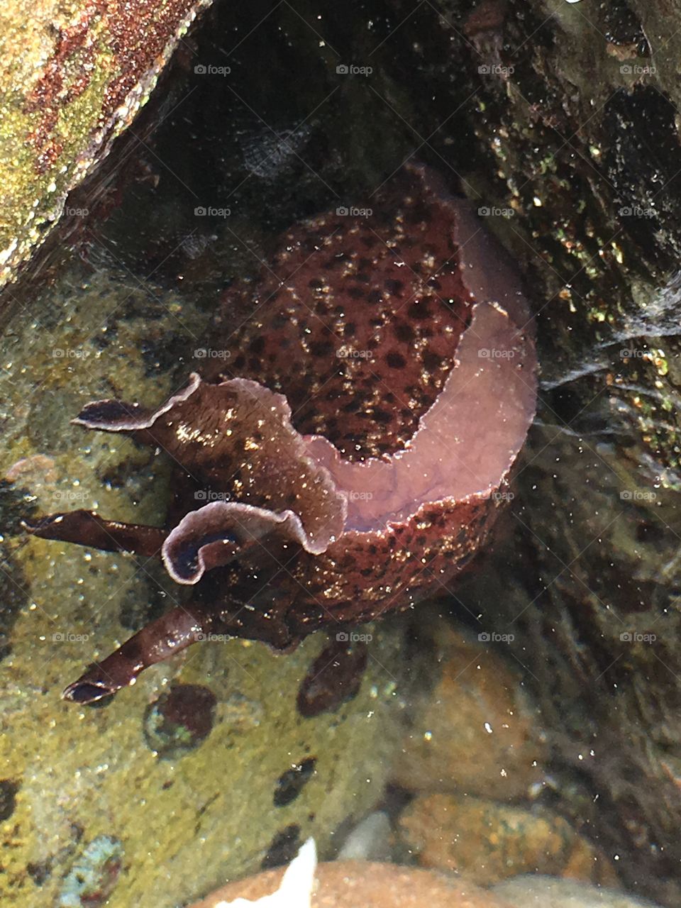 Sea hare 