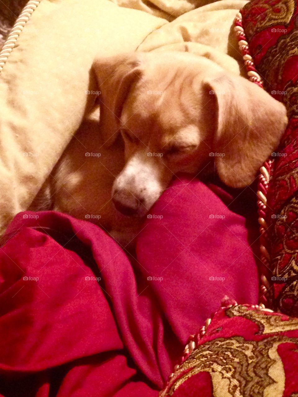 Sleepy dachshund 