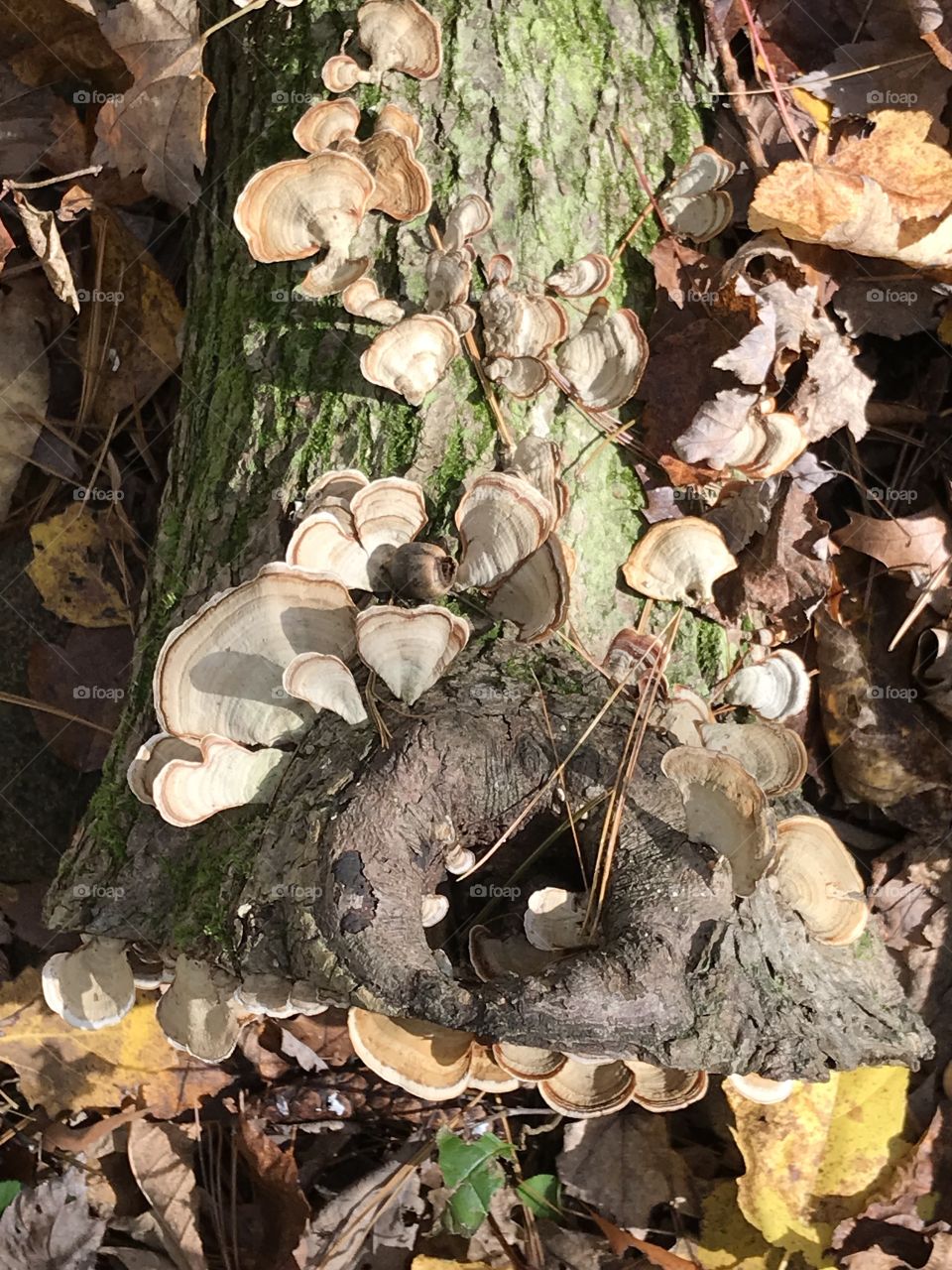 Wood Mushrooms