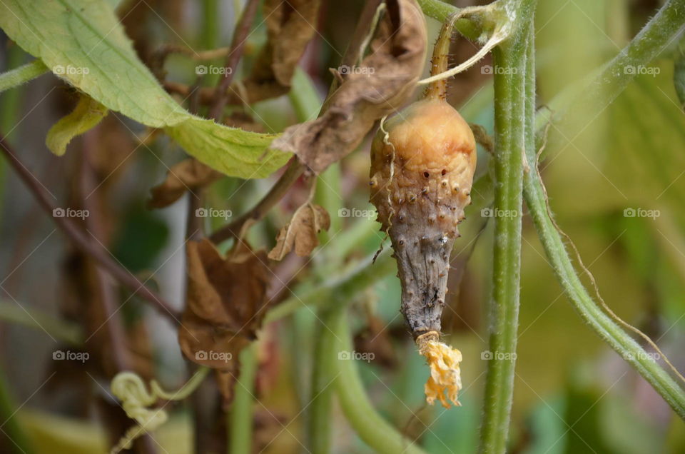 eaten by insects