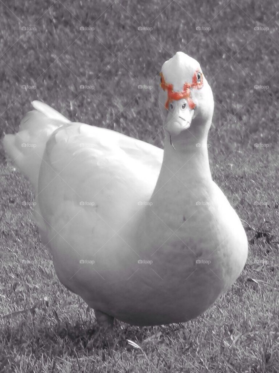 Duck