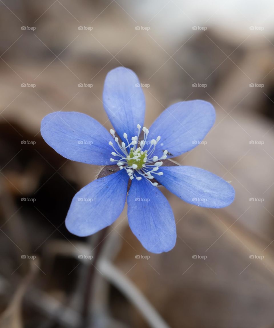 Closeup or macro of of flower in spring 