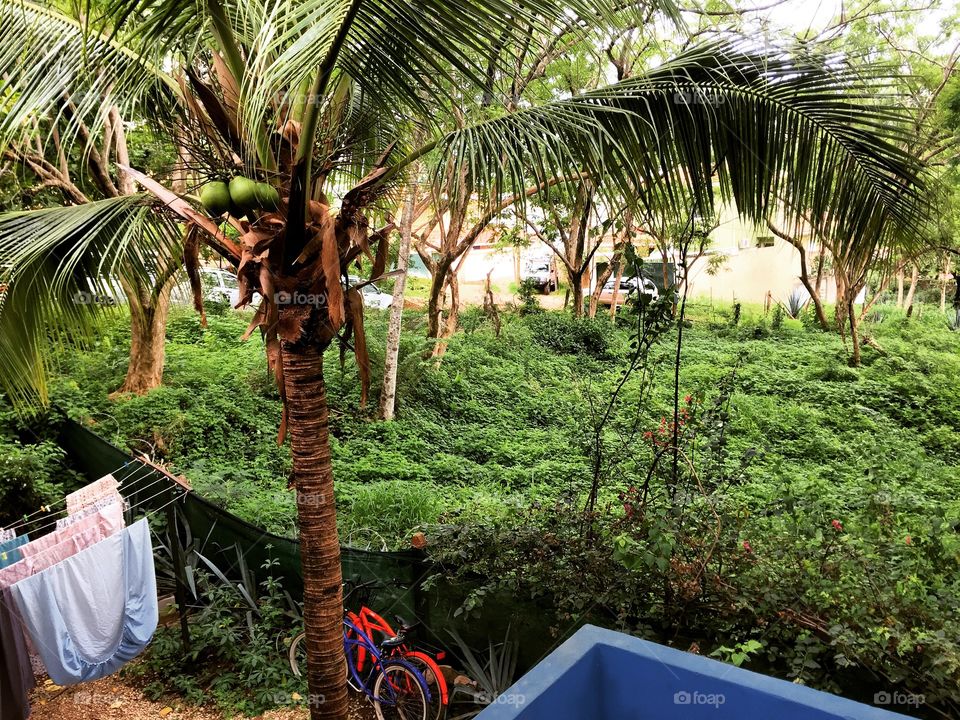 Tropical backyard