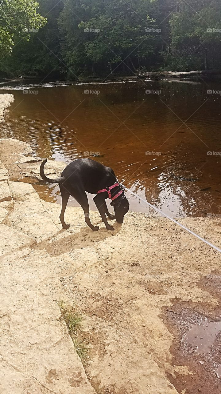 dog playing beside the river