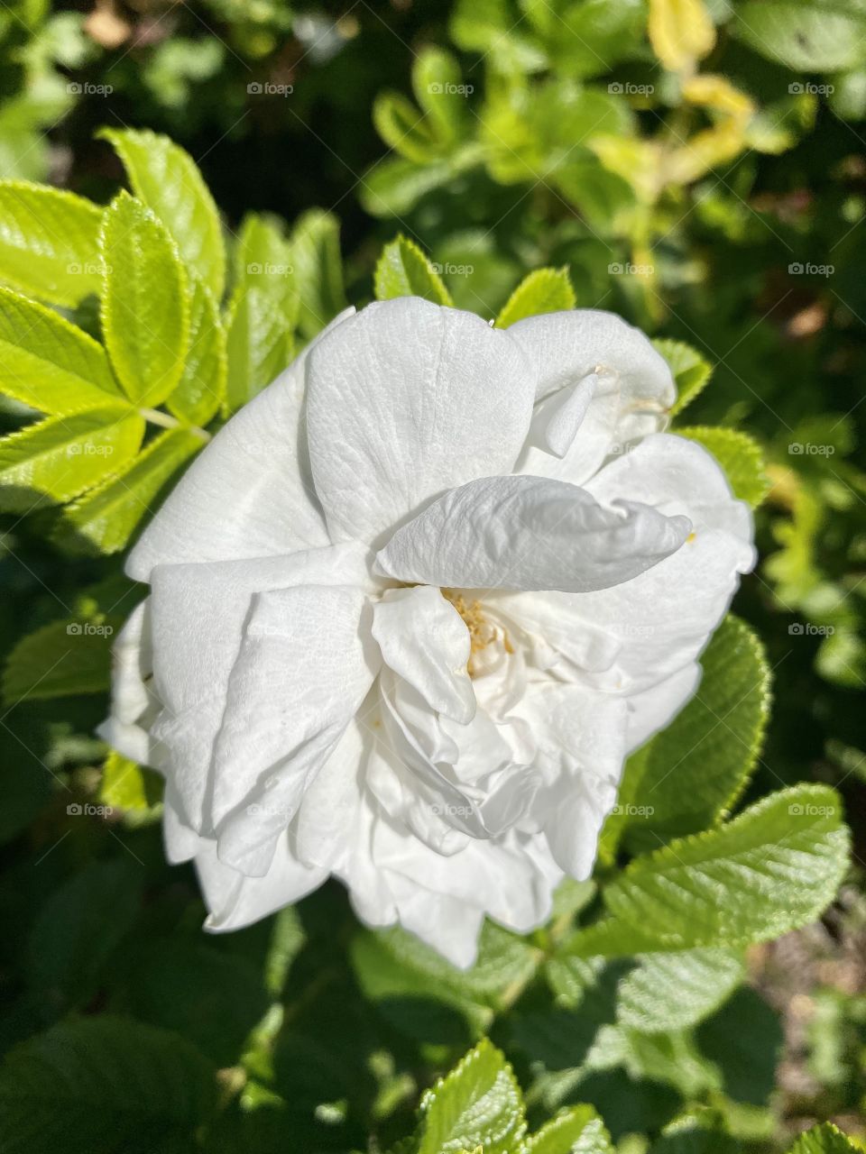 White flower in the bonatical garden 