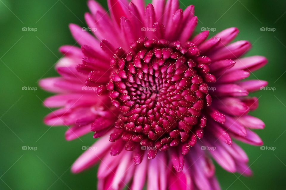 Beautiful pink colour flower