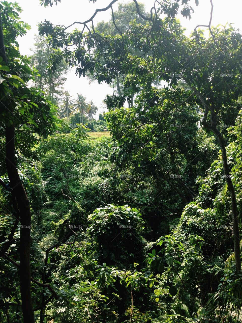 Jungle in Bali