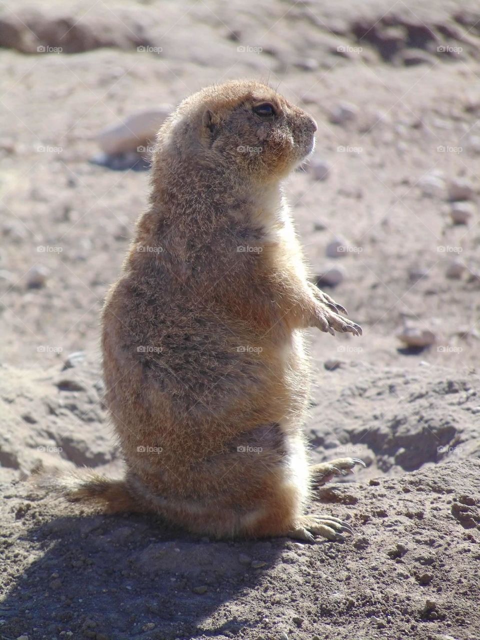 Prairie dog