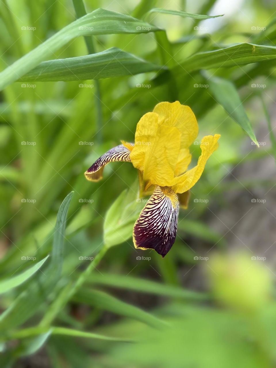 Yellow lily