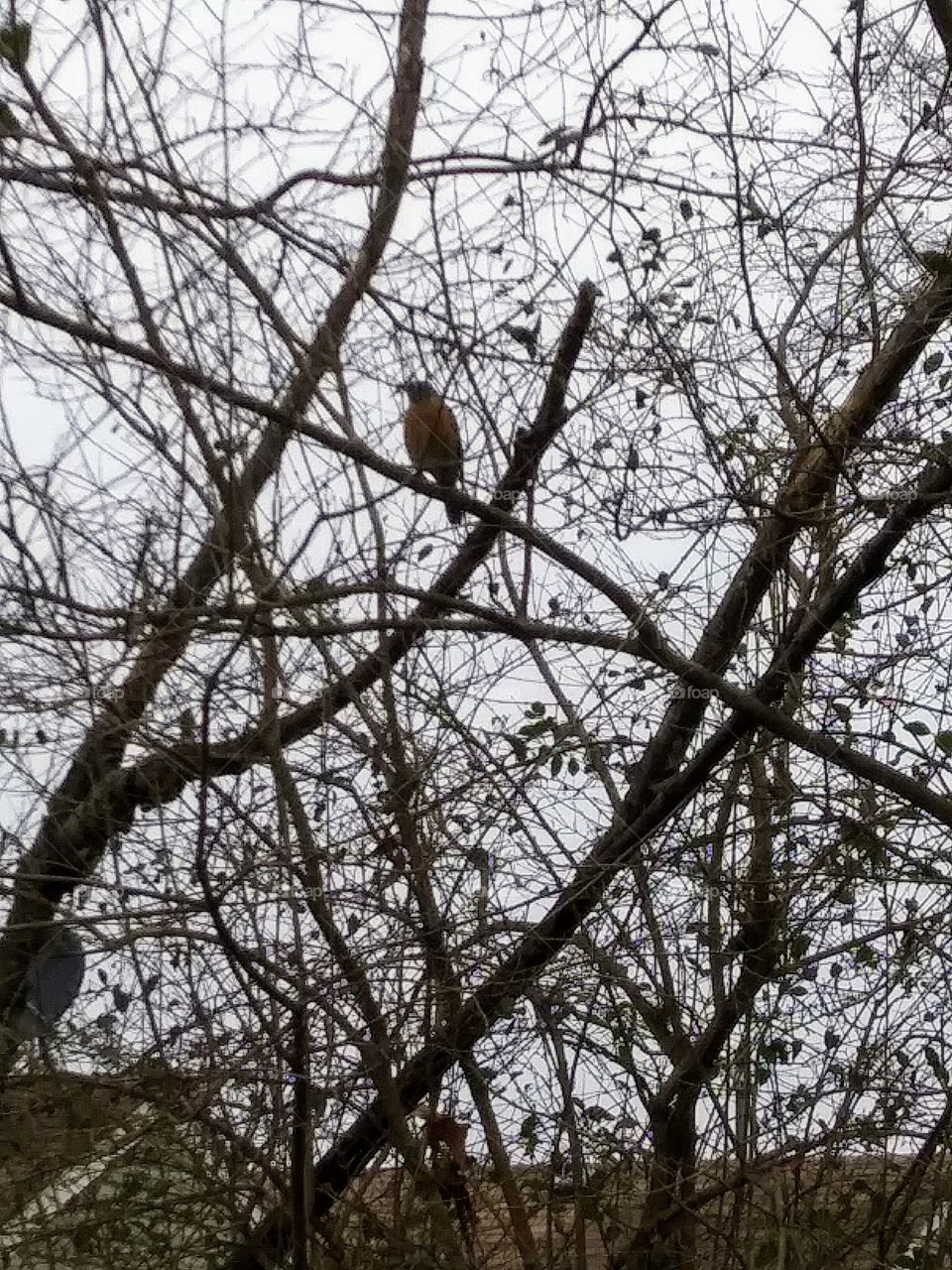 bird in the trees