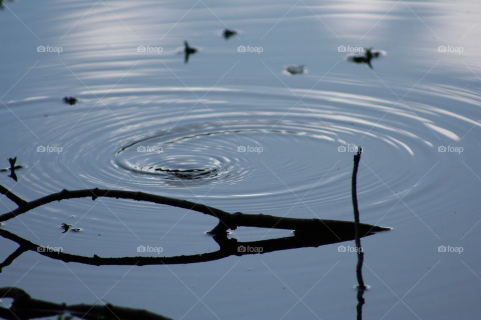 A bug causing the water to ripple