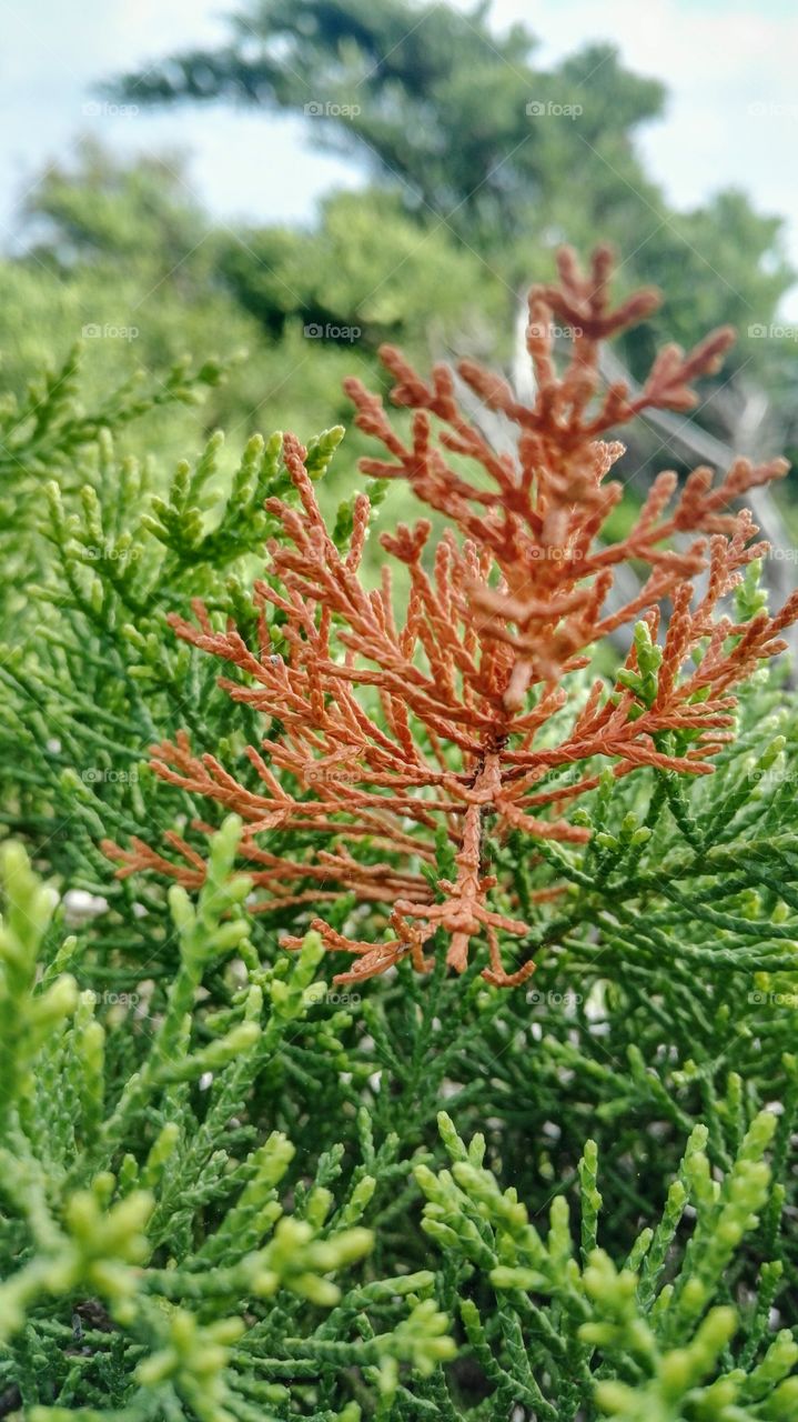 particolare di siepe