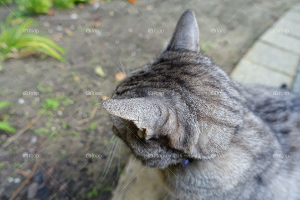 Profile of a cat seeing the garden. 