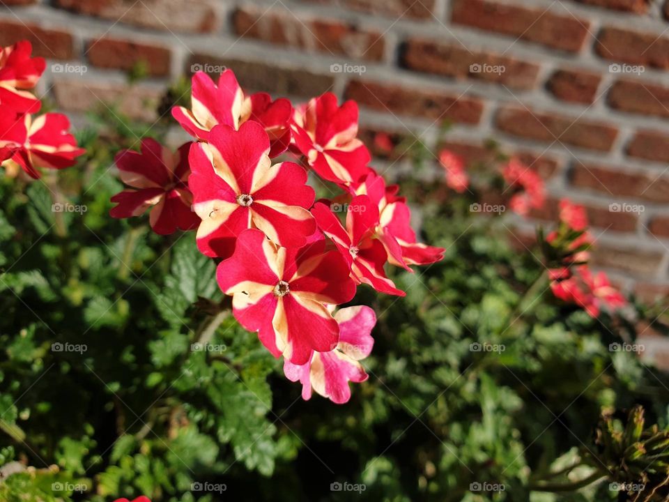 a close up portrait of summer flowers with red and yellow petals standing against a wall on a sunny day.