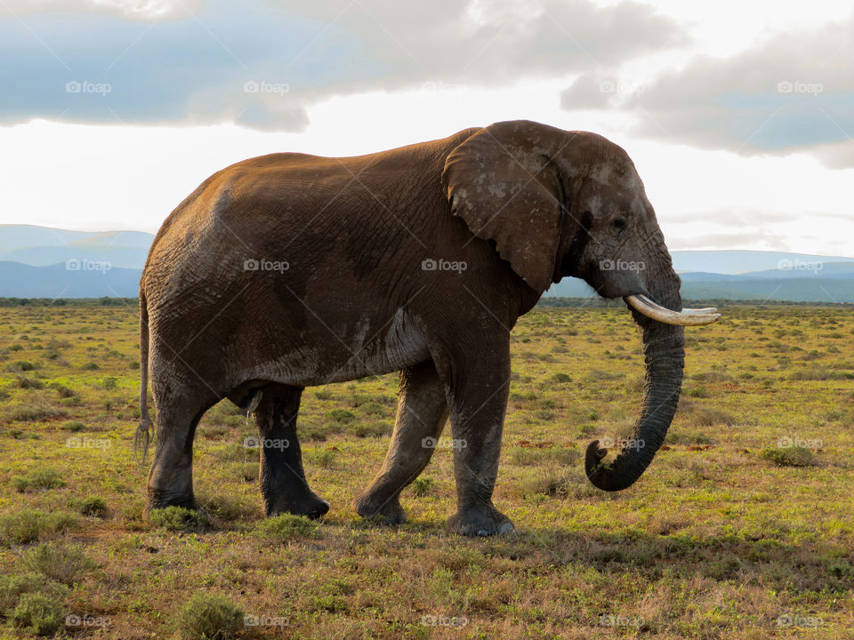 Sothafrican elefant in the addo elefant park