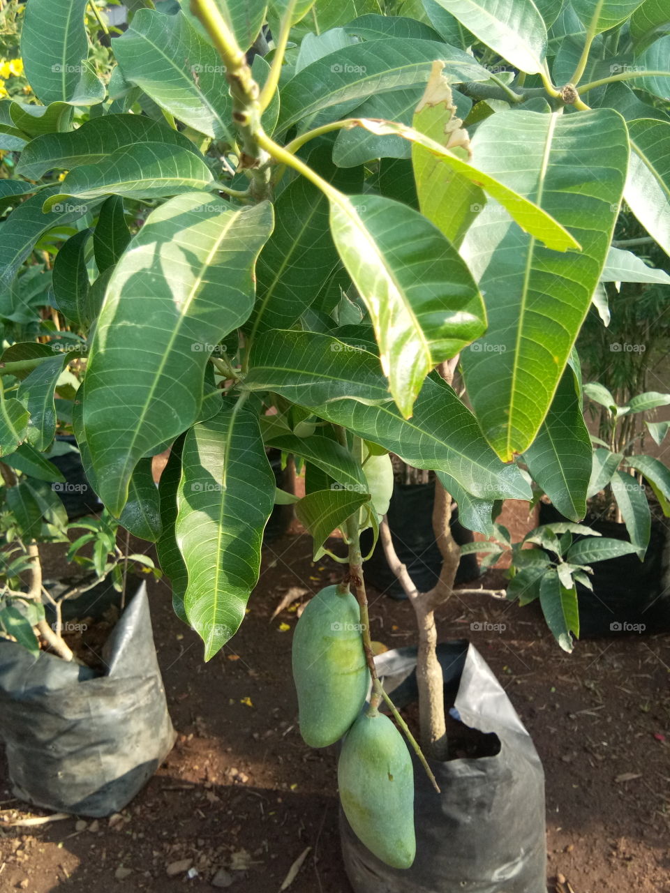 Mango on small tree