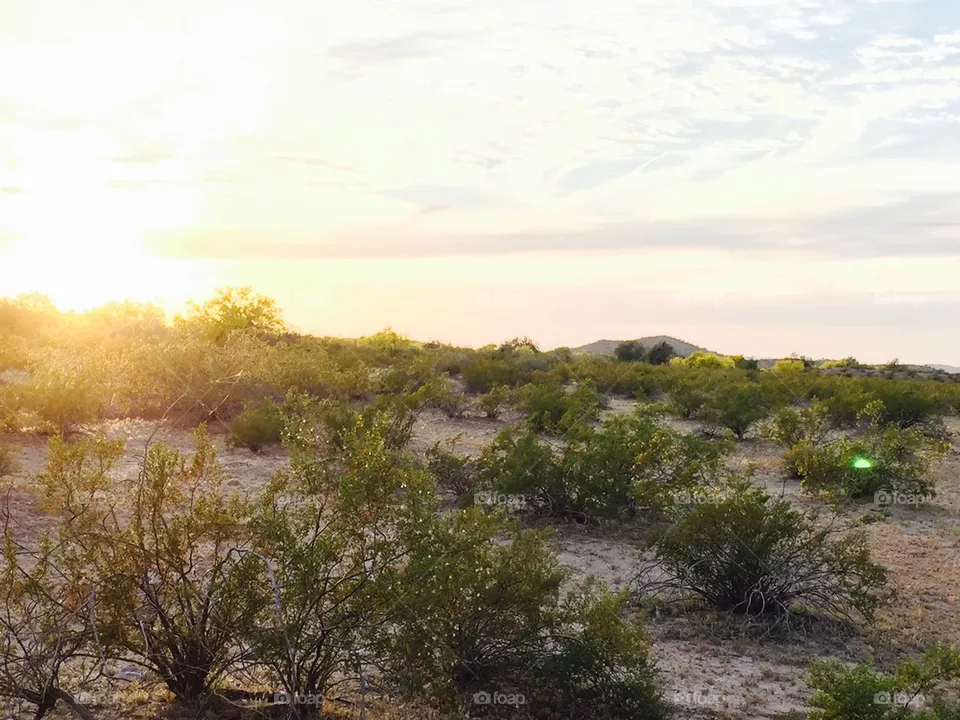 Desert Land