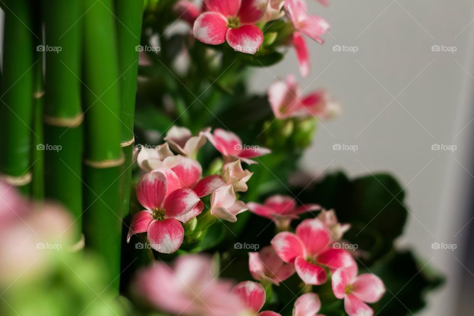 Spring - The charm of a plant with its small pink flowers.