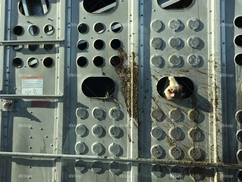 Cows