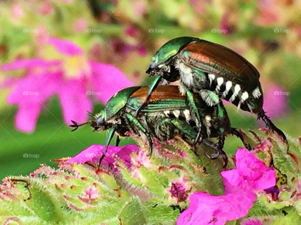 

Even numbers - Cotinis nitida, commonly known as the green June beetle, June bug or June beetle, is a beetle of the family Scarabaeidae. 