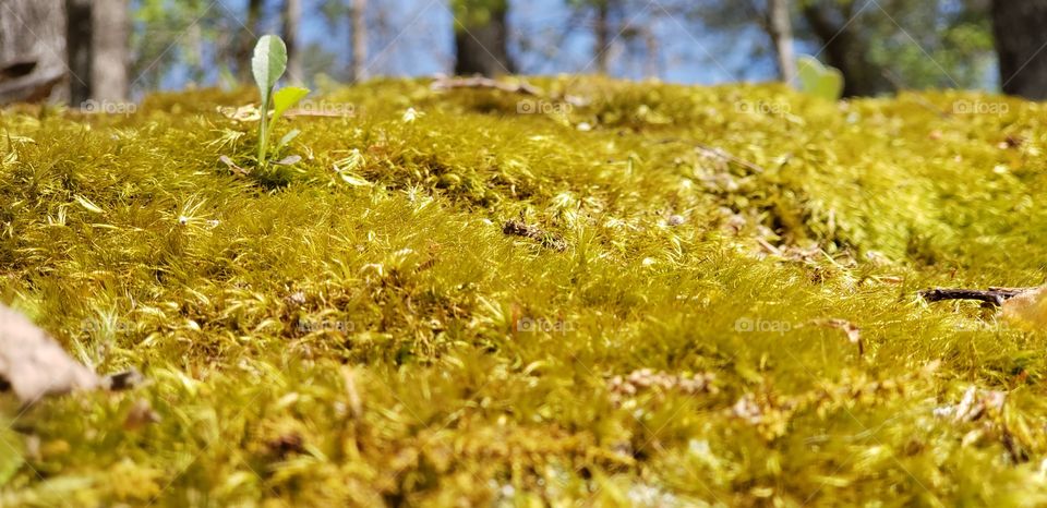 Moss in the woods.