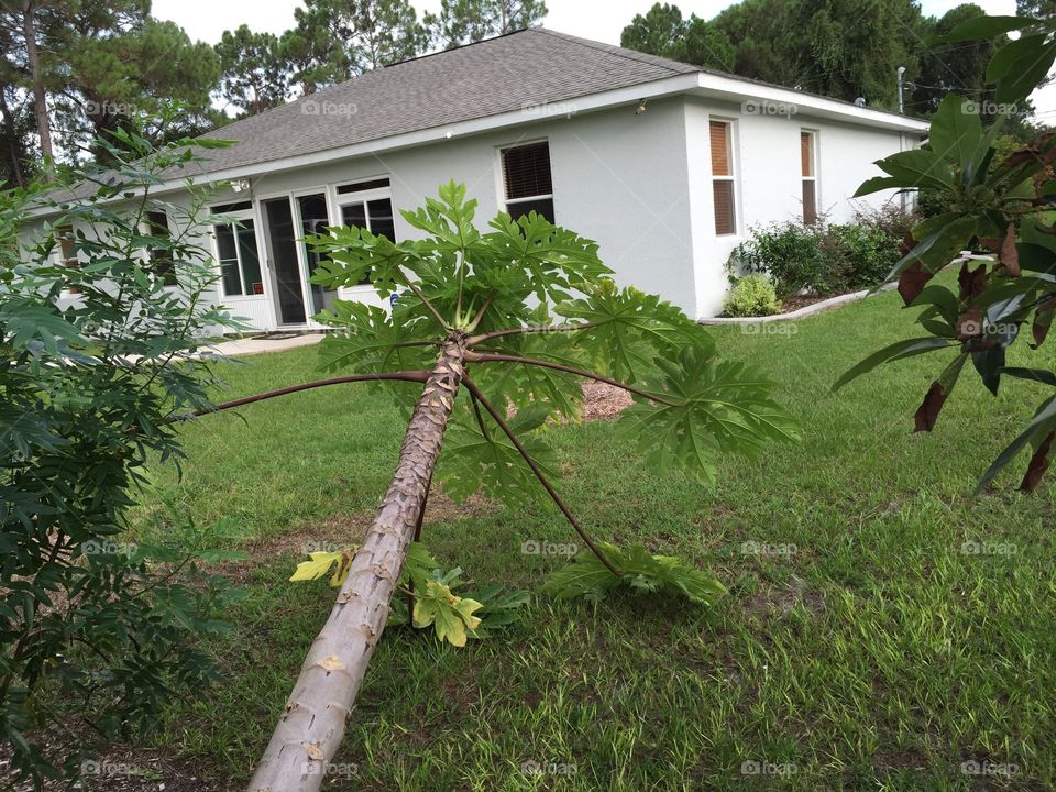 Toppled tree