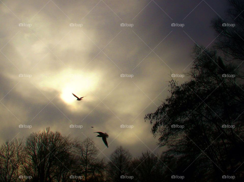 Birds flying into the Sunset