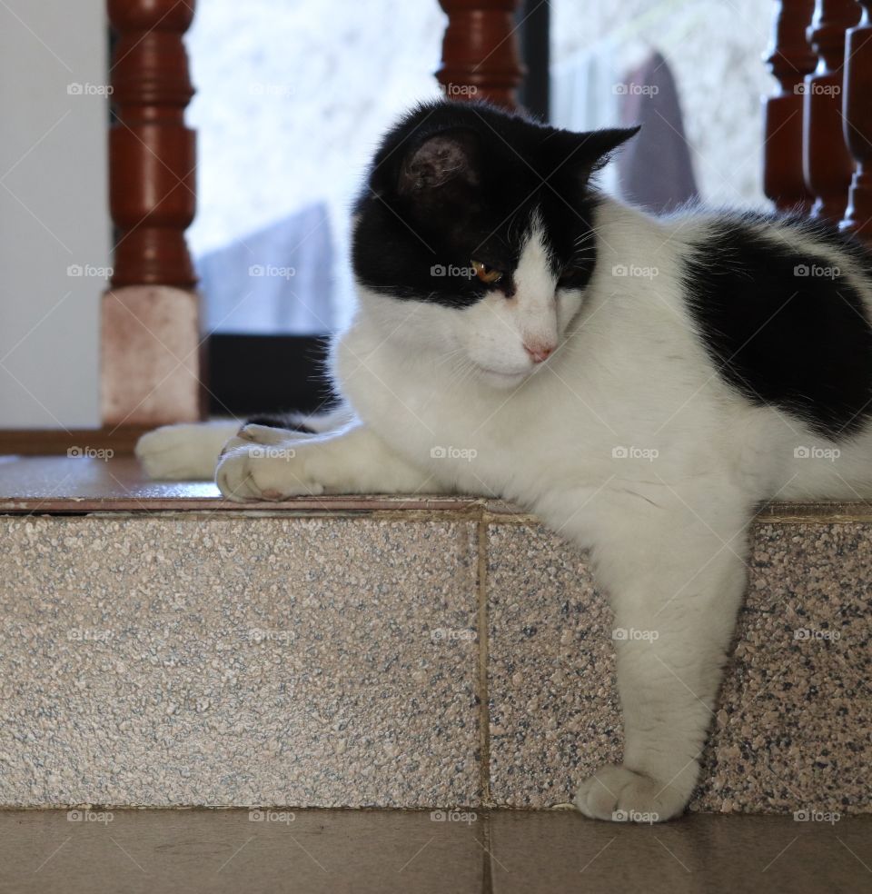 The cat at the stairs