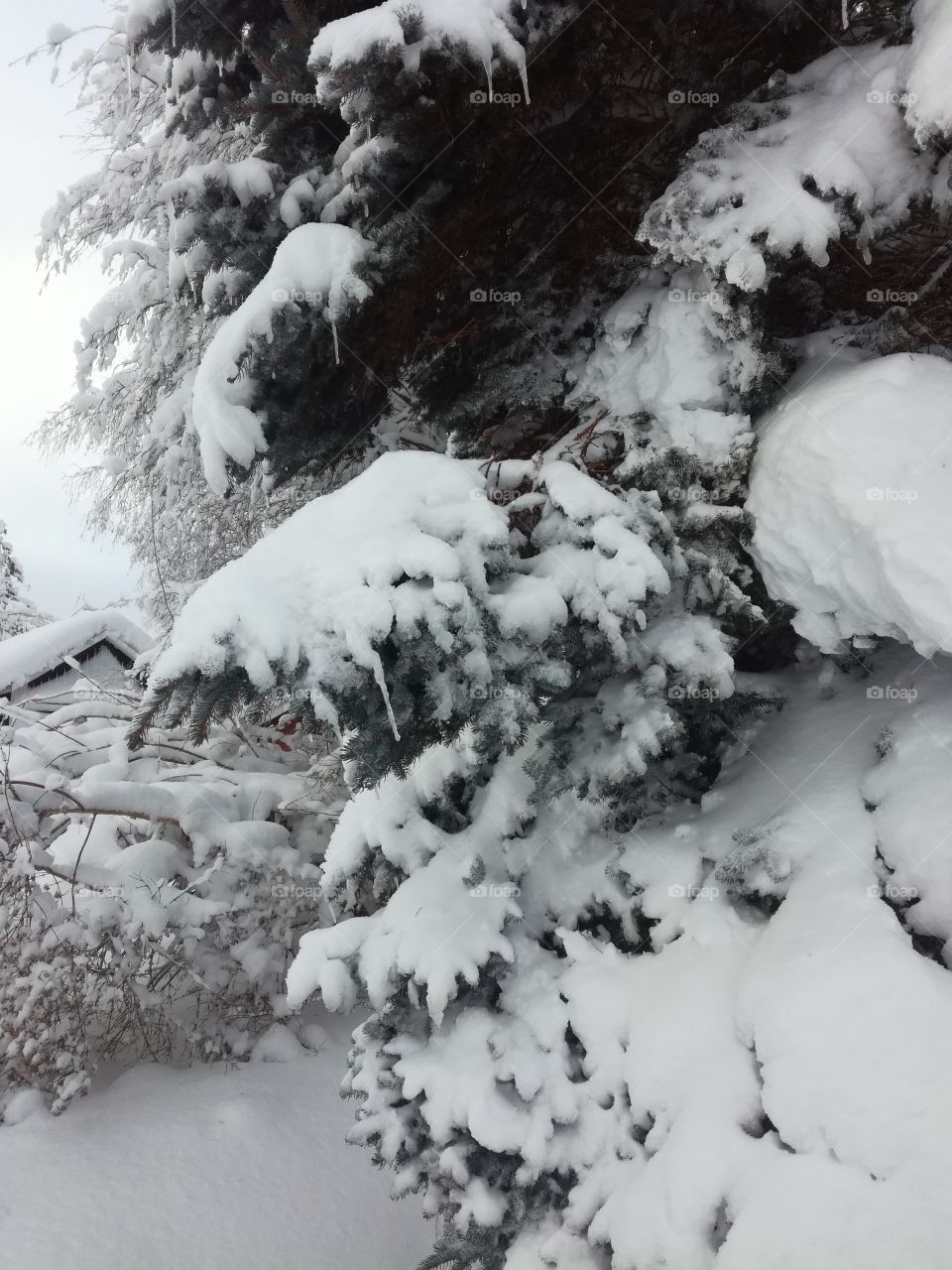 Snow, Winter, No Person, Tree, Frost