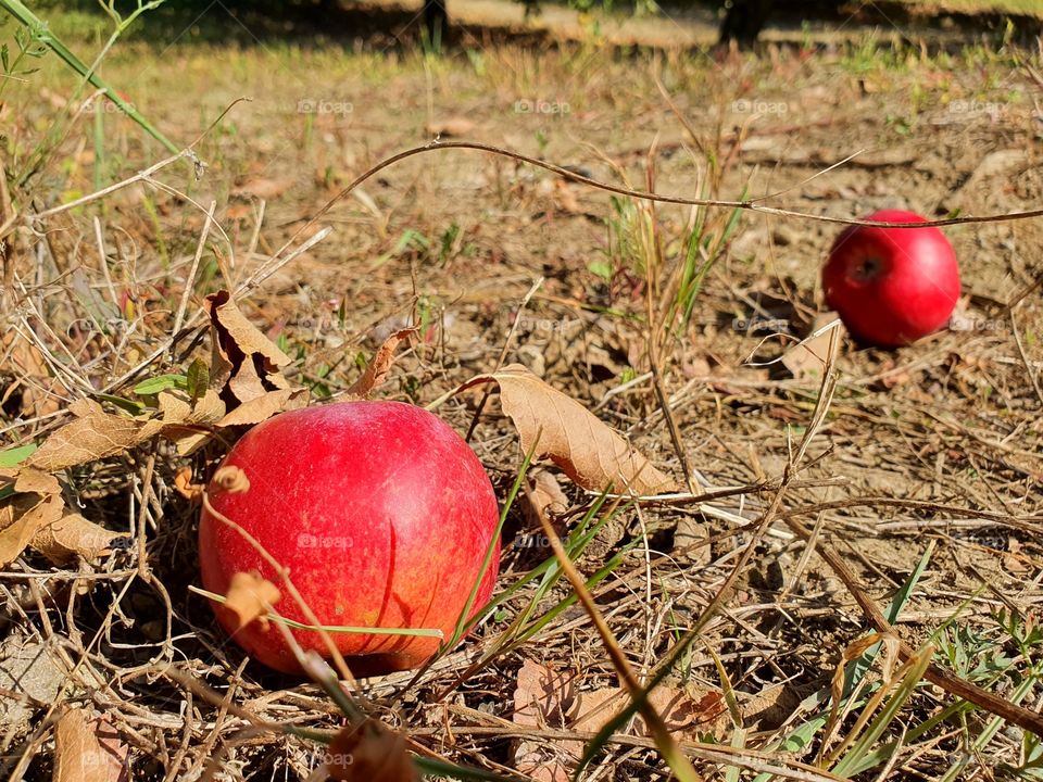 In the apple garden