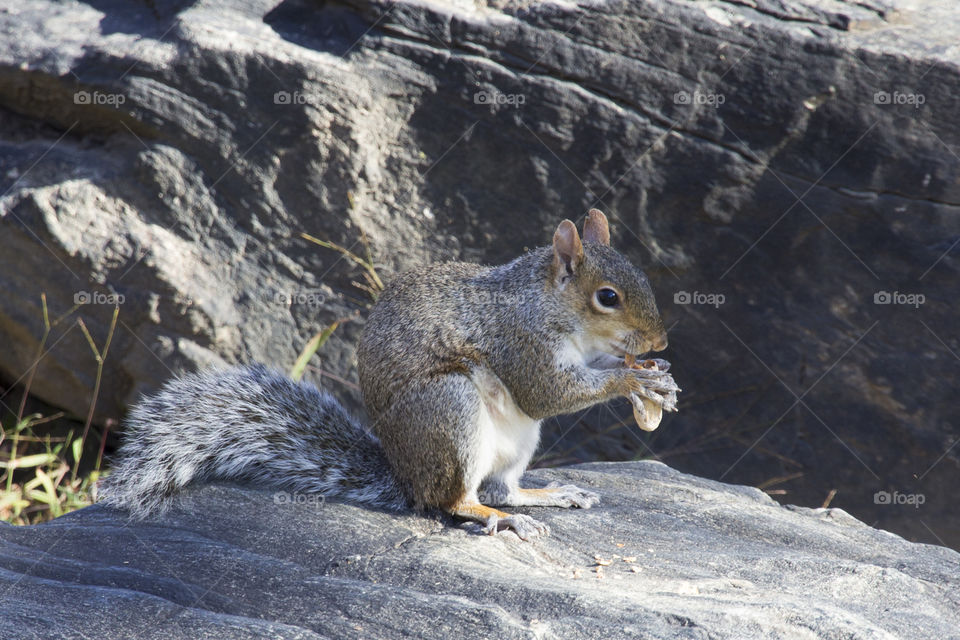 Squirrel eating - ekorre håller nöt