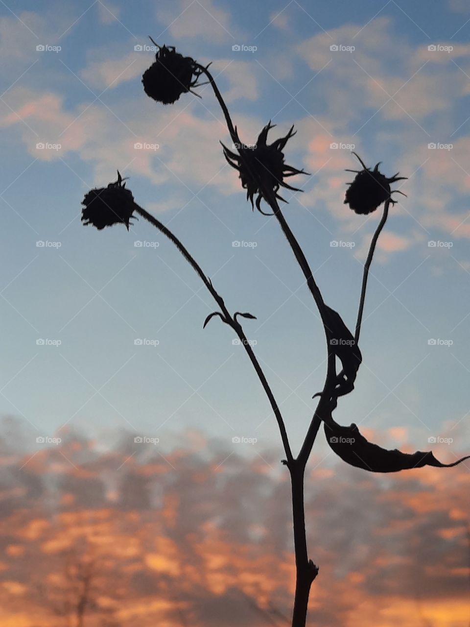 black silhouettes of four dried flowers of  topinambur wtth coloured clouds at sunrise