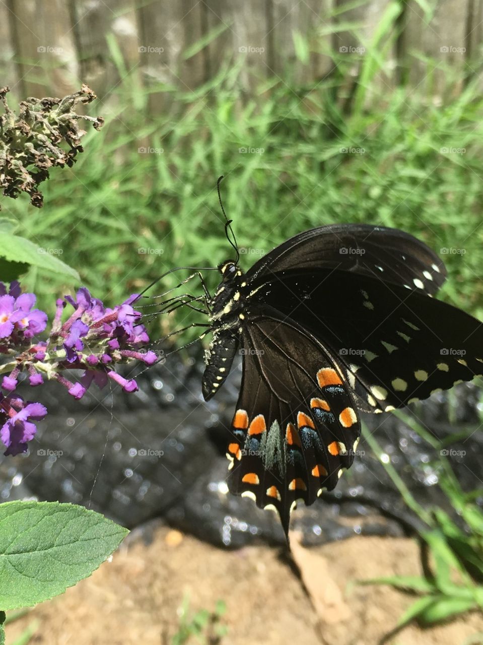 Close-up of butterfly