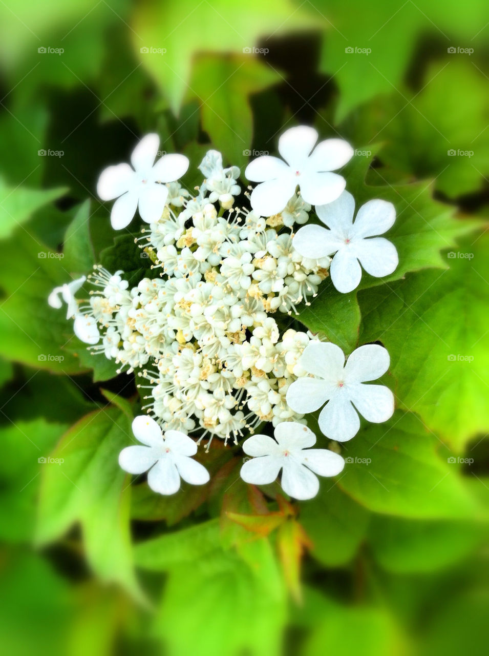 spring field enclosure patch by campbellrobertson