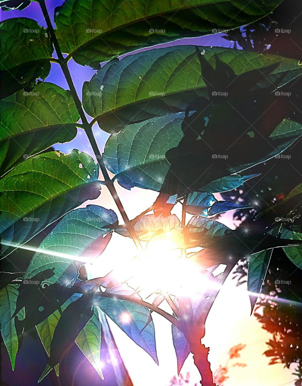 sun kissed leaves. just another interesting place I noticed the sun's rays