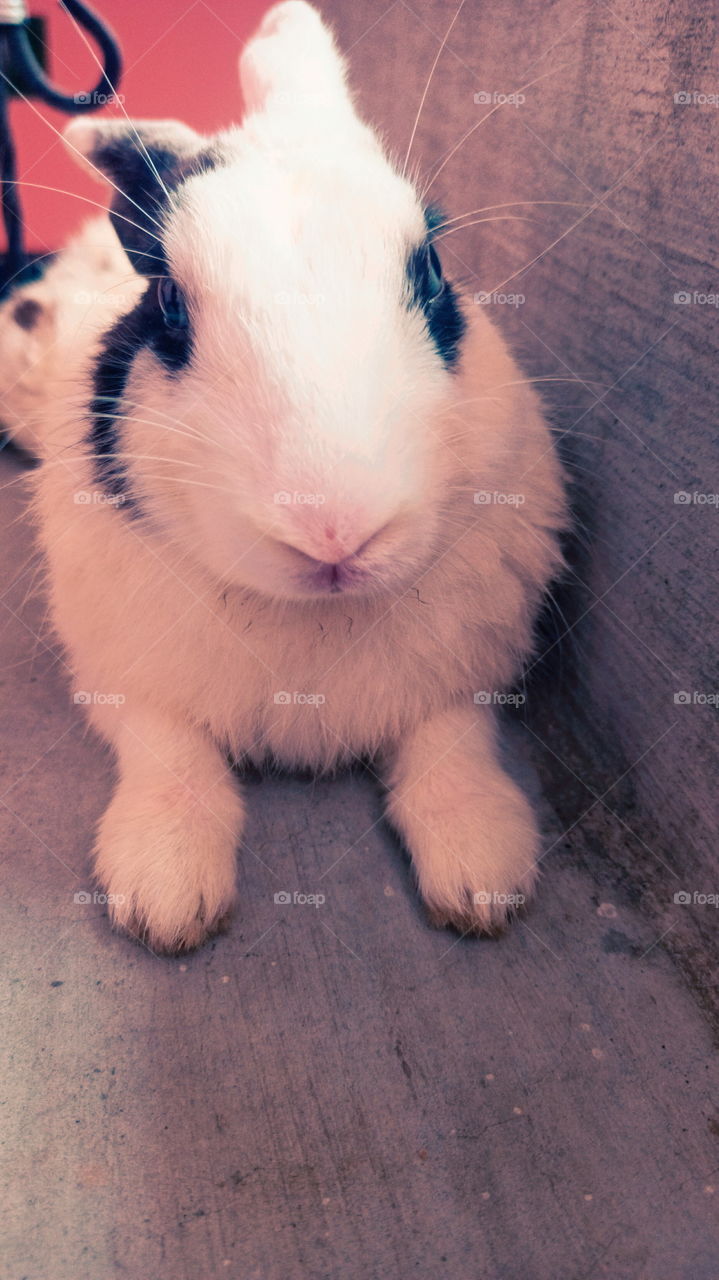 Rabbit Nice Look India