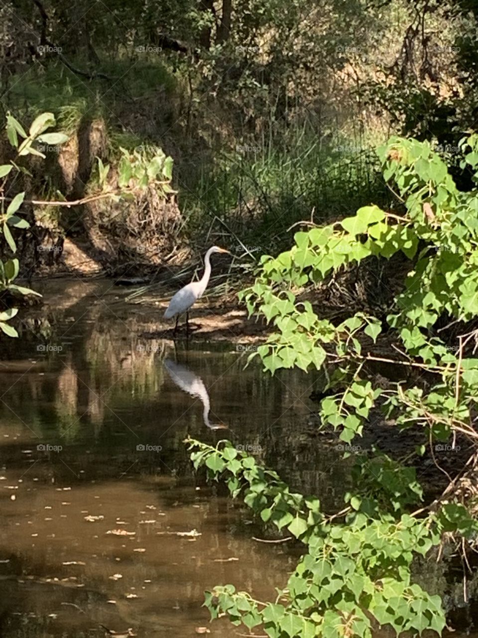 Bird - White crane standing in the water outdoors at the creek in the wilderness in the tall green trees. USA, America 