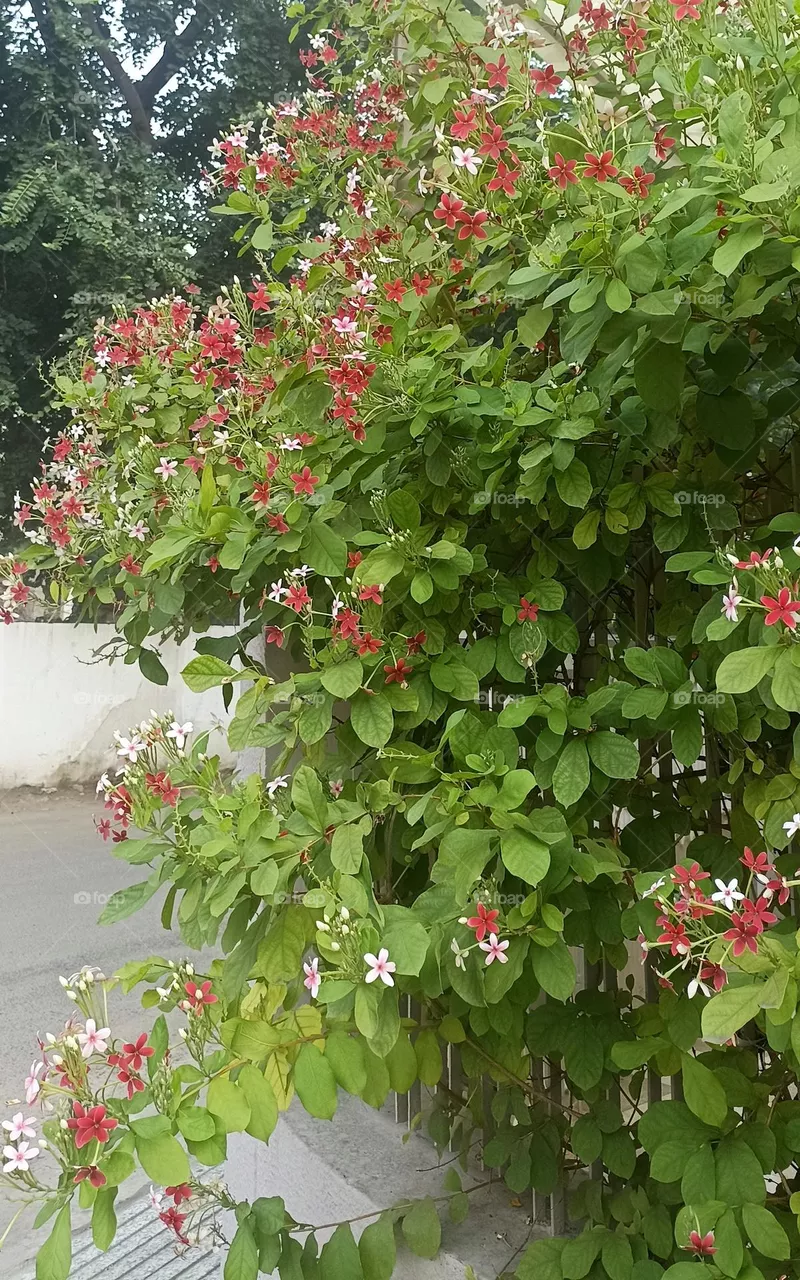 Madhu Malti
