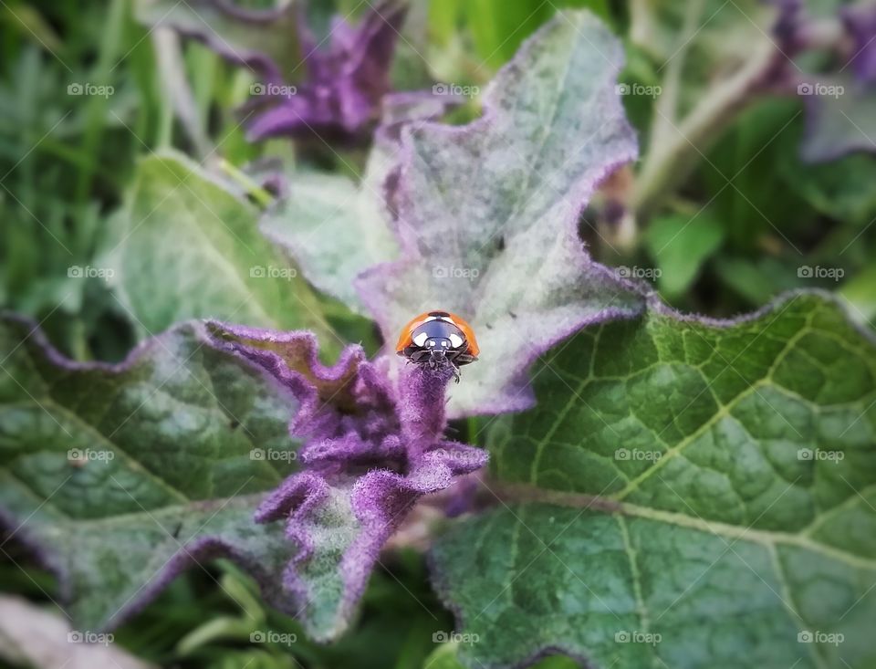 A Single Orange Ladybug Closeup Head on a Purple Weed in a Pasture