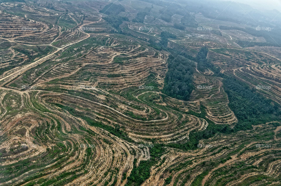 Contour patterns on land prepared for oil palm replanting 