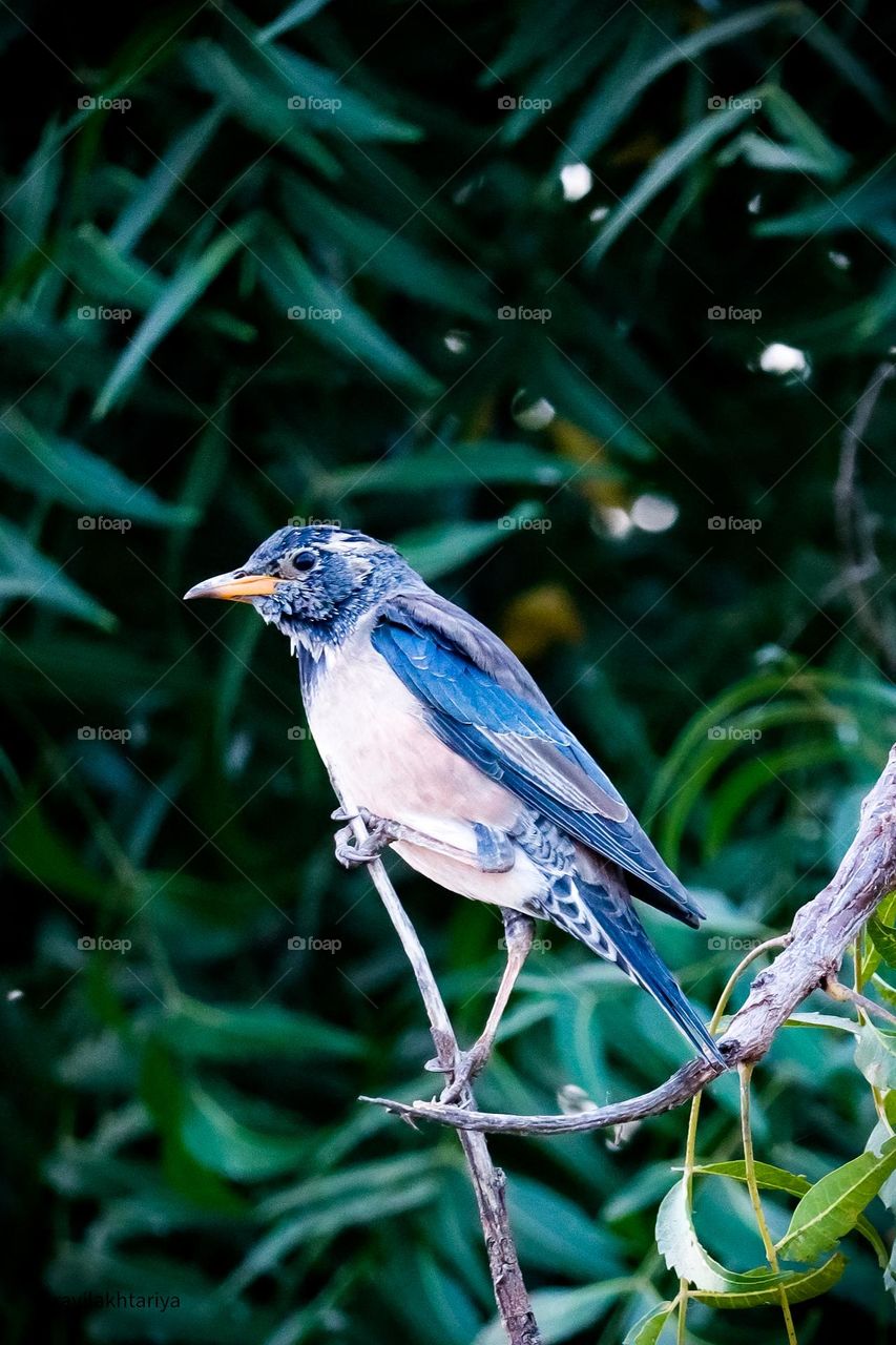 a blueish bird