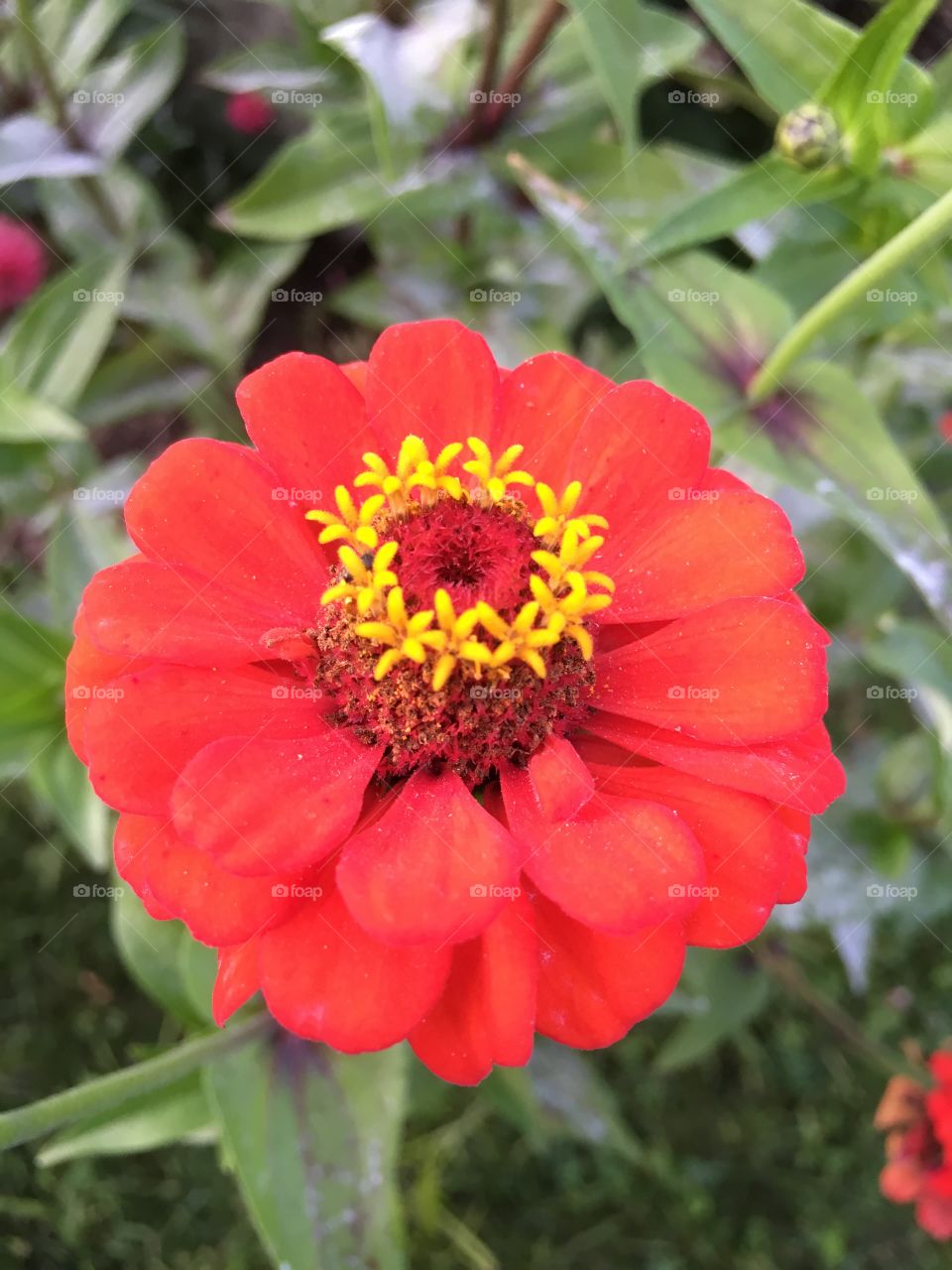 Zinnia