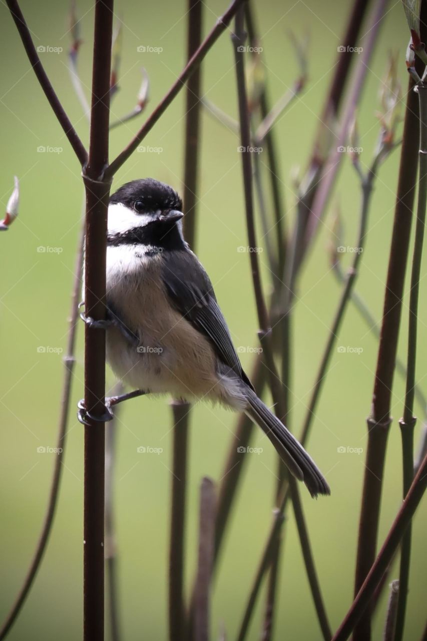 A black and white chickadee flies to a young tree just beginning to bloom for Spring