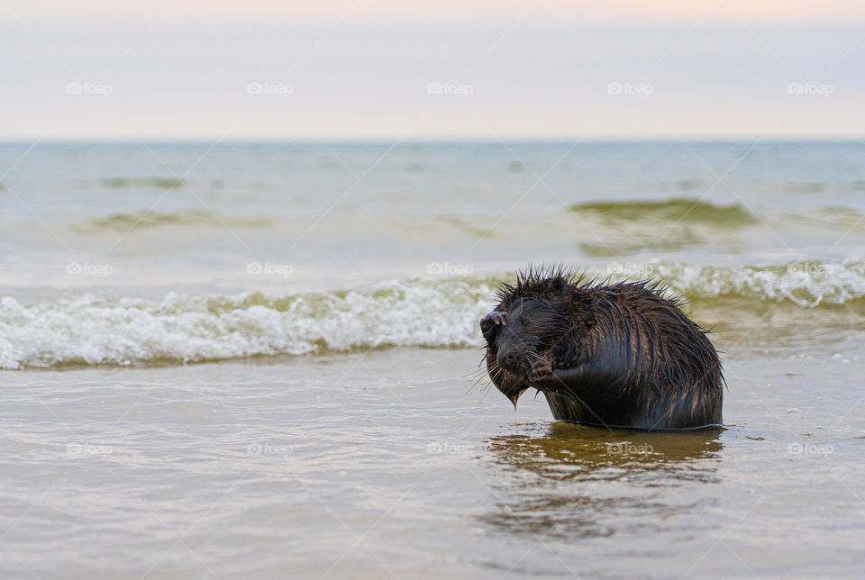 Beaver looking for peach while showering in the sea.