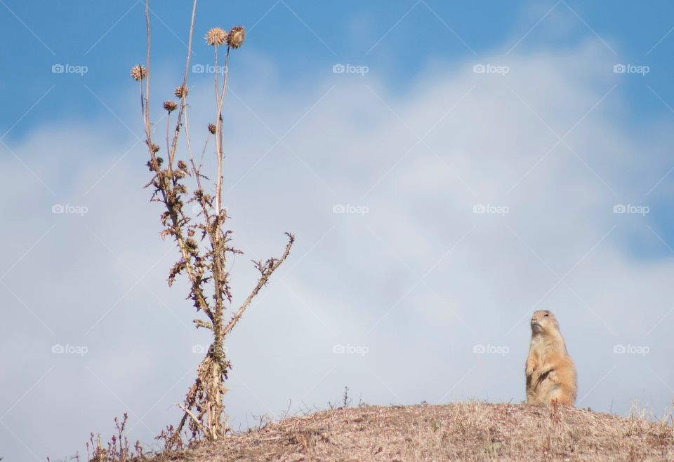 Prairie dog