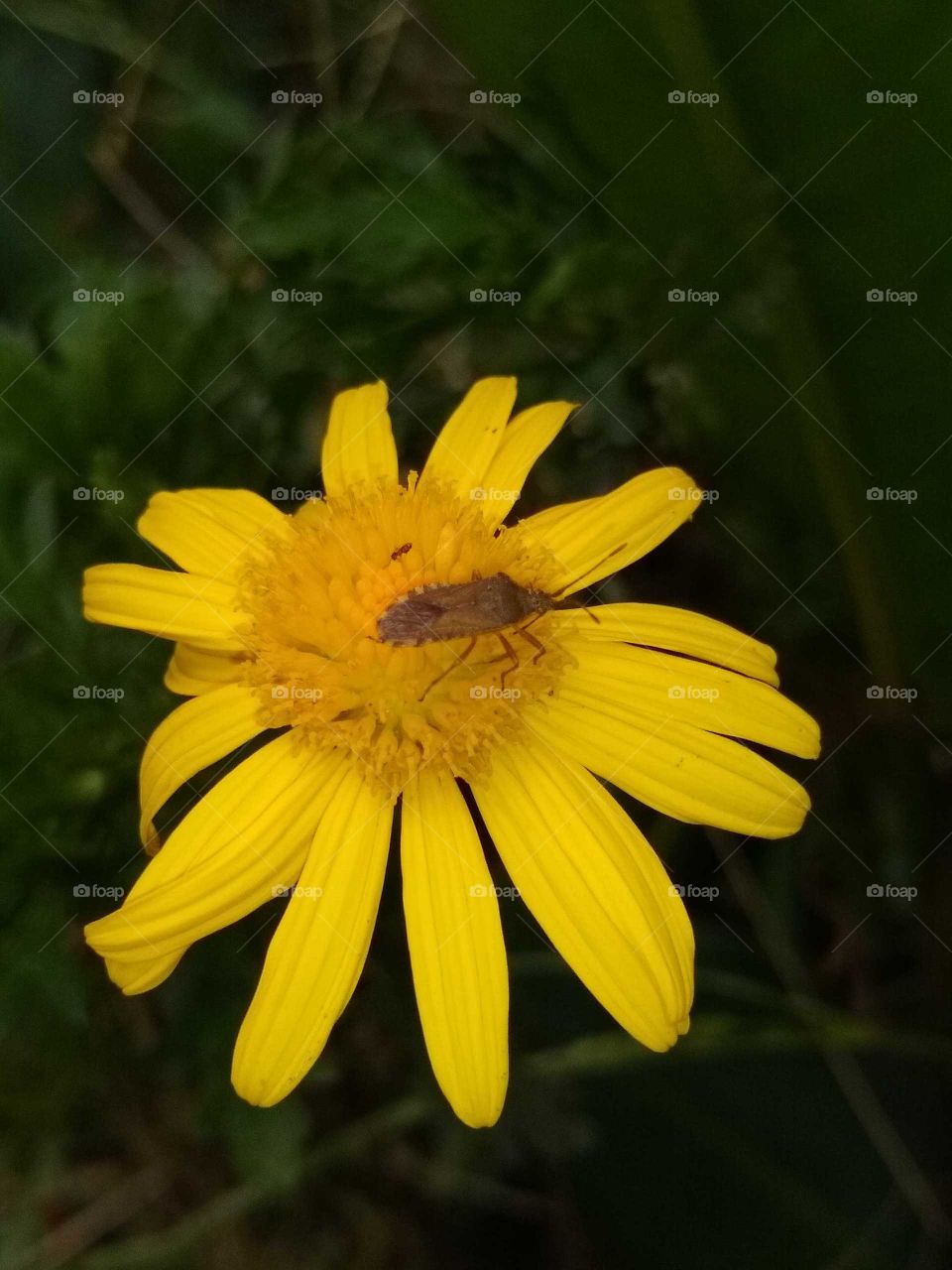 Heteroptera and tetraneuiris